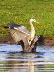 Herons 3 photo