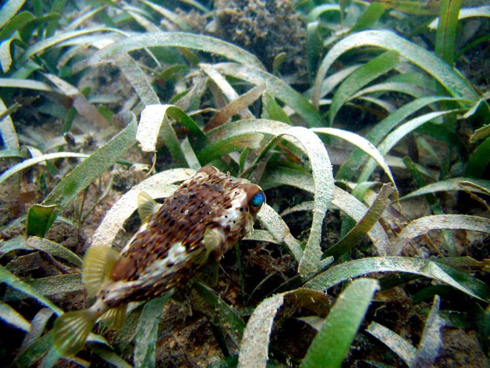 FKNMS - pufferfish seagrass photo