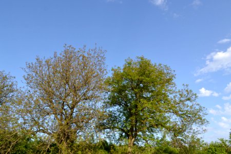 walnut tree