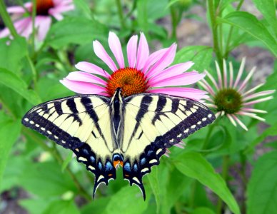 Photo of the Week - Swallowtail butterfly on coneflower, MA