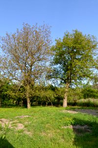 walnut tree