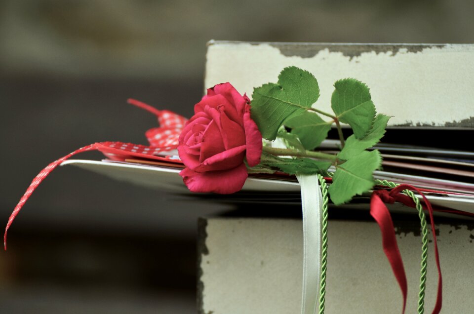 Friendship bands rose bloom