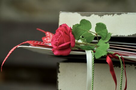 Friendship bands rose bloom