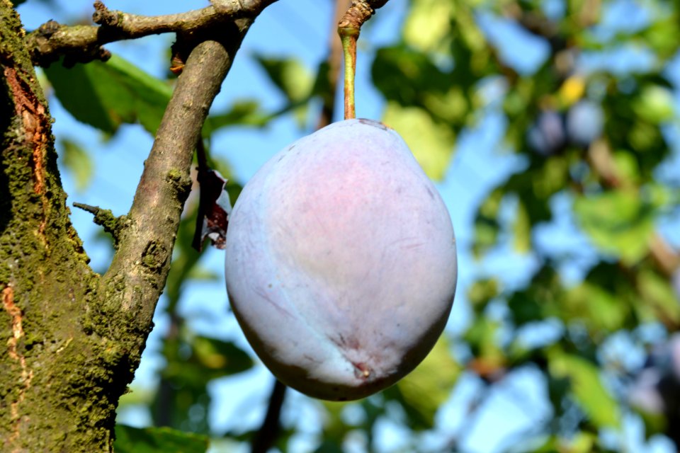 plums