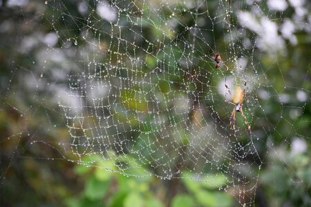 Insect trap silk photo