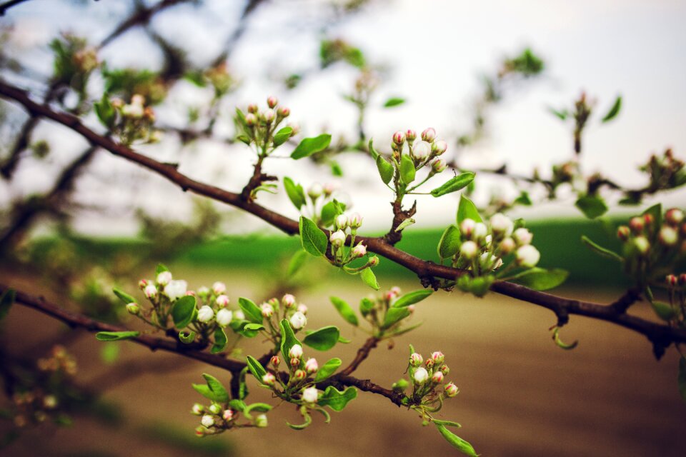 Flowers spring green