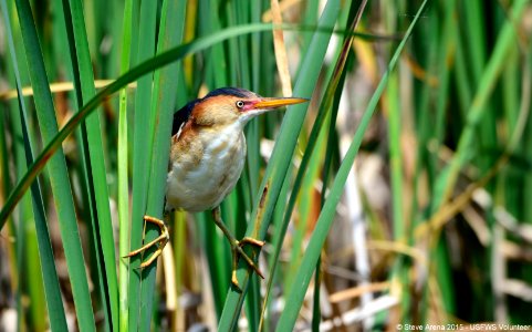 Male Least Bittern (Ixobrychus exilis) straddling the cattails photo