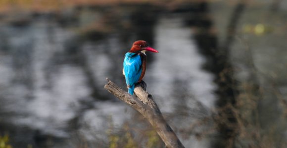 kingfisher! Ranthambore