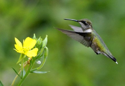Photo of the Week - Ruby-throated Hummingbird (MA)