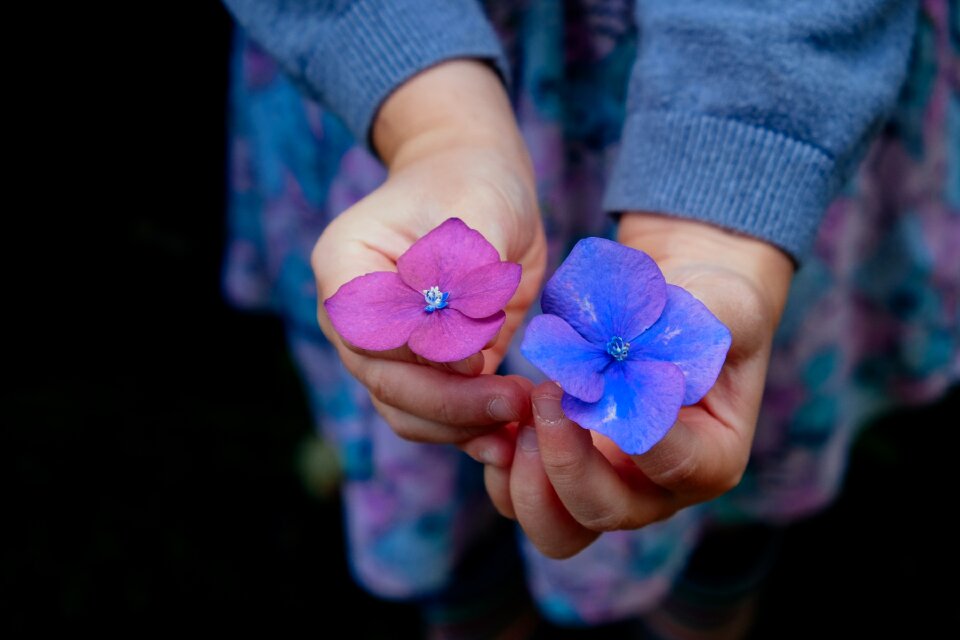 Blossoms petals color