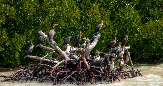 FKNMS - Cormorants Mangroves