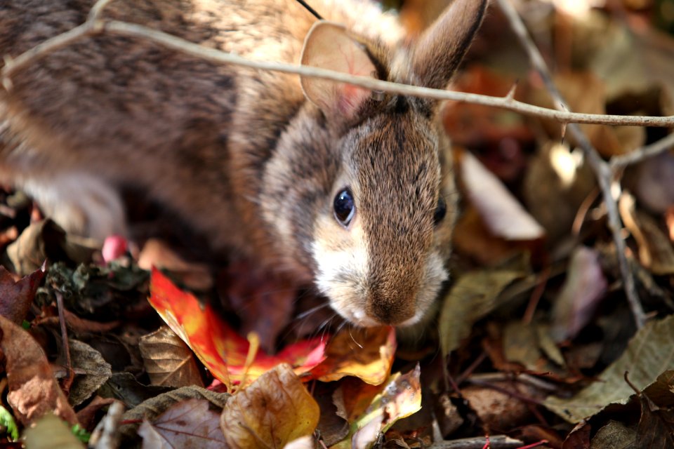 New England Cottontail photo