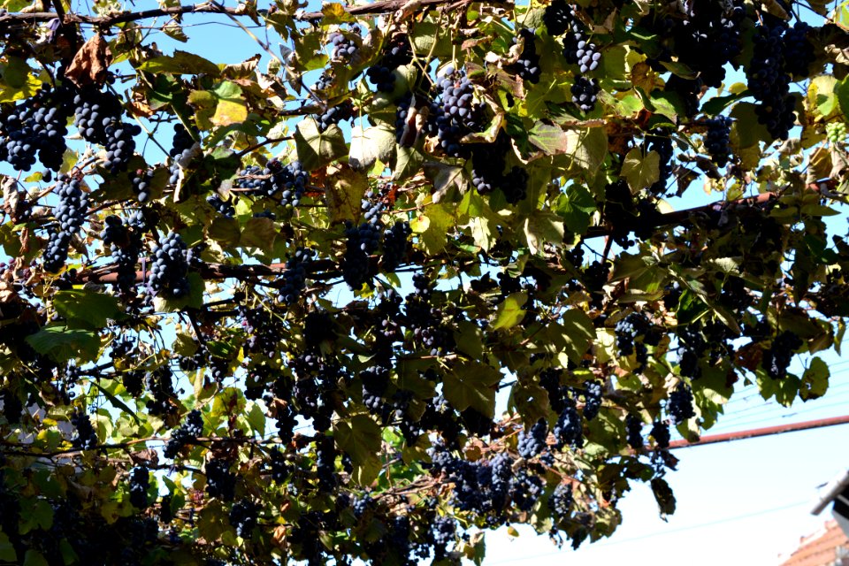 grapes