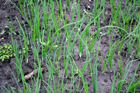green onions