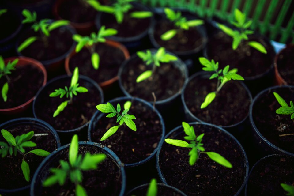Healthy eco village