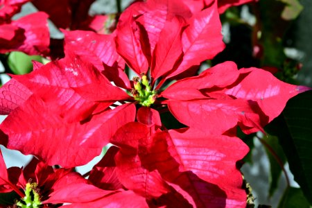 Christmas flower