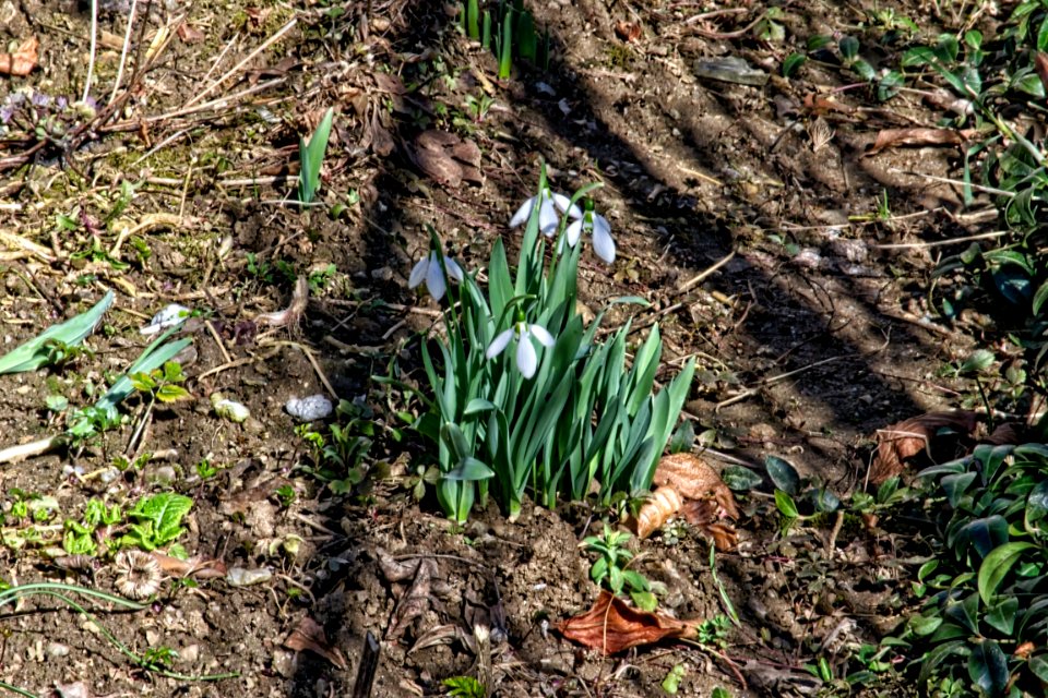 snowdrops