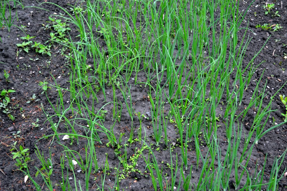 green onions