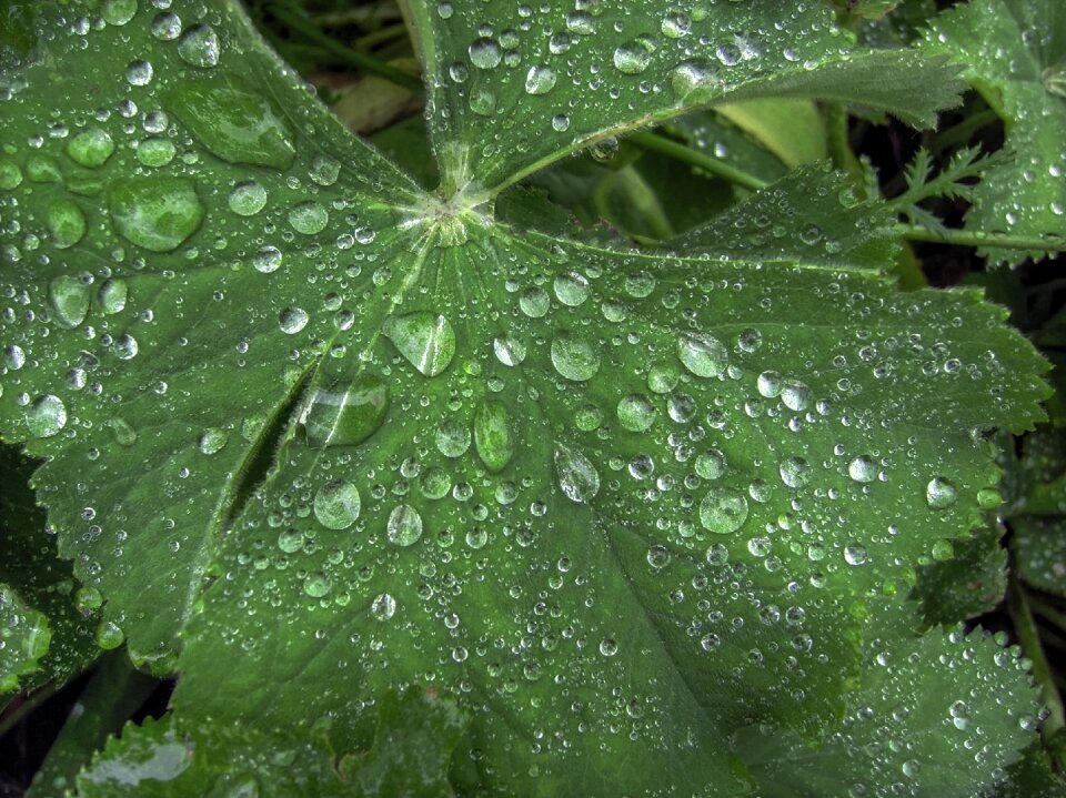 Drop of water dew nature