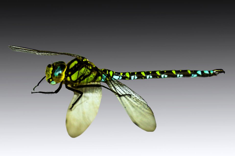 Macro wing demoiselle