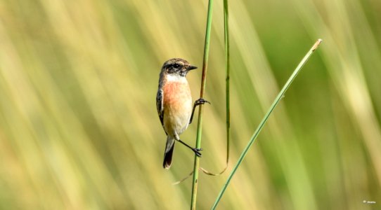 eastern stone chat