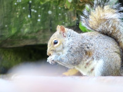 Grey Squirrel photo