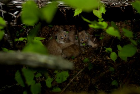 Canada Lynx kittens replaced into their den photo
