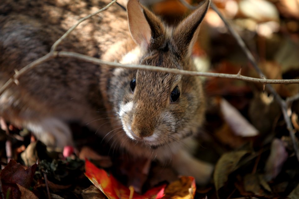 New England Cottontail photo