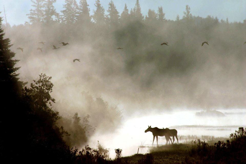 Photo of the Week - Moose in mist (ME)