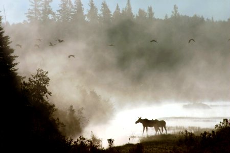 Photo of the Week - Moose in mist (ME) photo