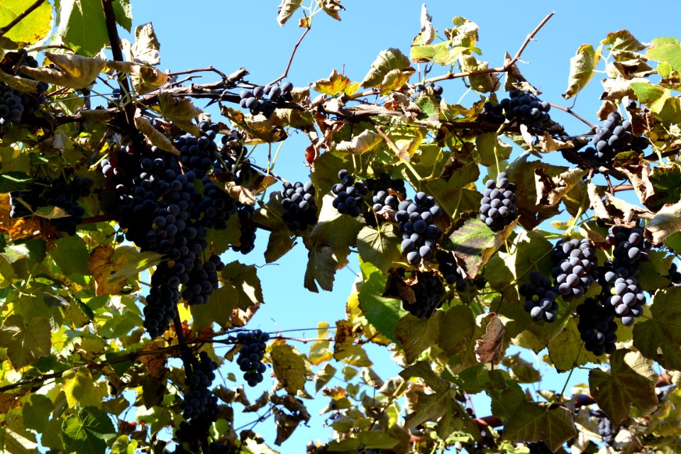 grapes