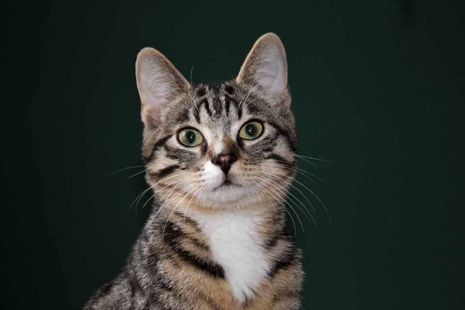 Domestic cat mackerel cat face