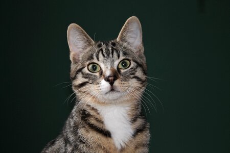 Domestic cat mackerel cat face
