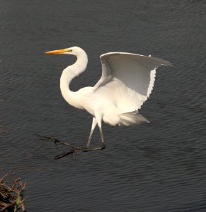 Photo of the Week - Great Egret at Forsythe National Wildlife Refuge, NJ