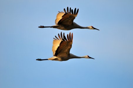 Sandhill Cranes photo