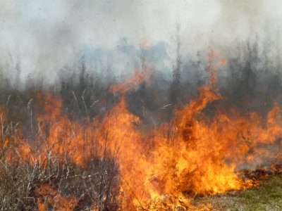 Fire Consumes Brush