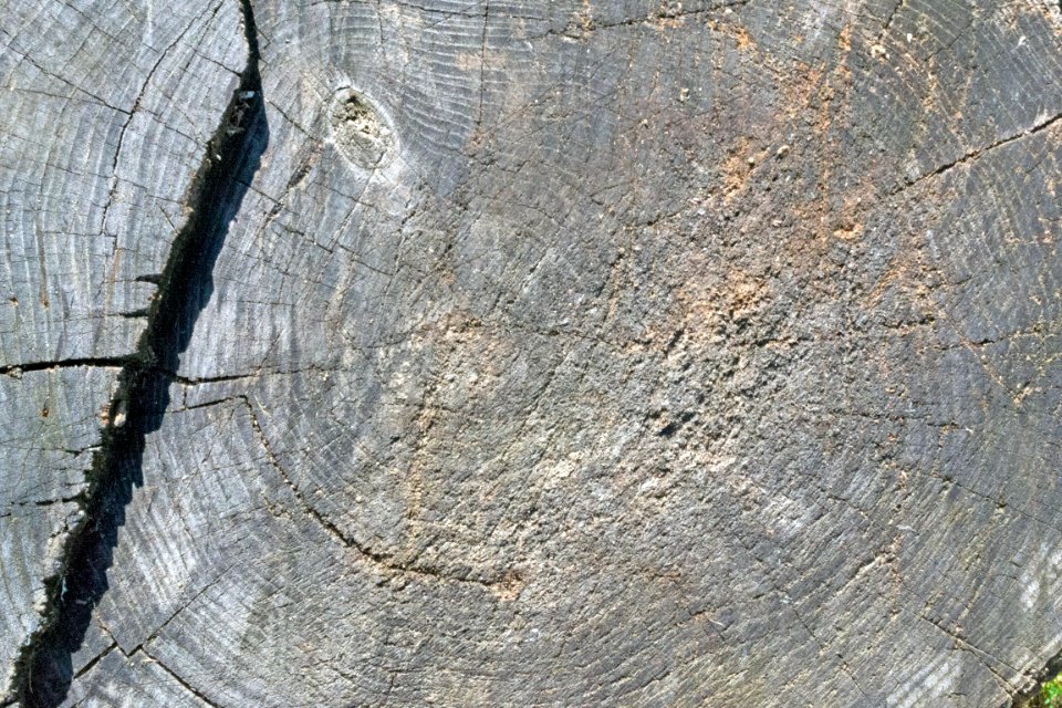 wood