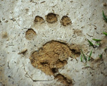 Bear Foot photo