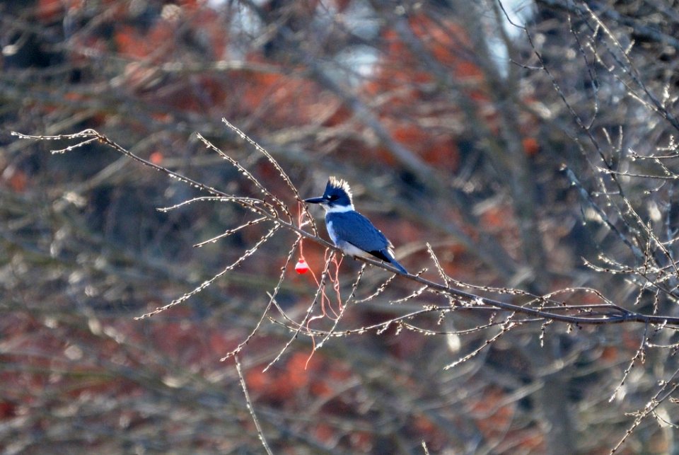 Photo of the Week - Belted Kingfisher (MA)