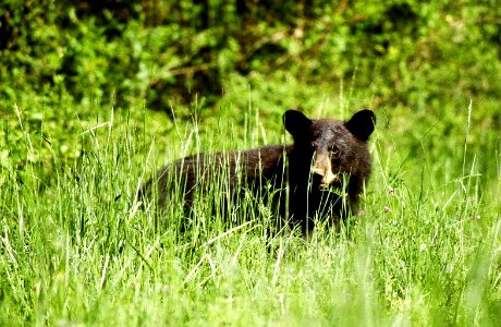 Black bear photo