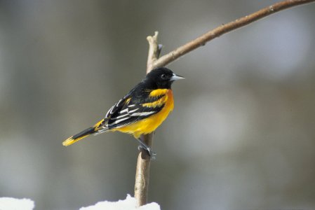 Photo of the Week - Male Baltimore Oriole photo