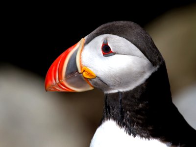 Atlantic puffin photo