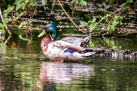 Water turtle pond water photo