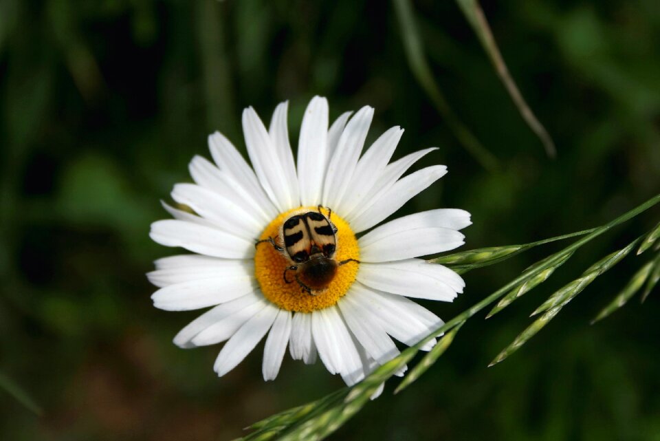 Marguerite flower brush beetle