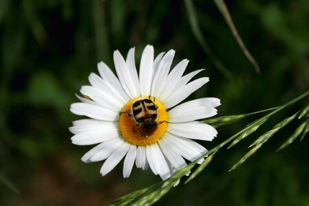 Marguerite flower brush beetle photo