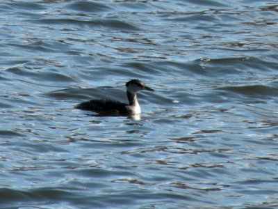 DSCN8348 RN GREBE