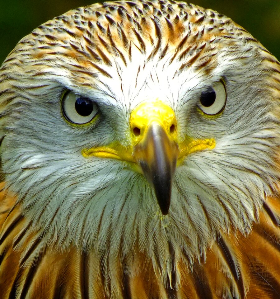 Wildlife nature head