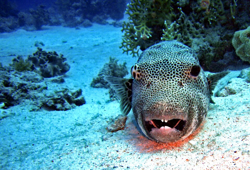 Fish puffer fish coral