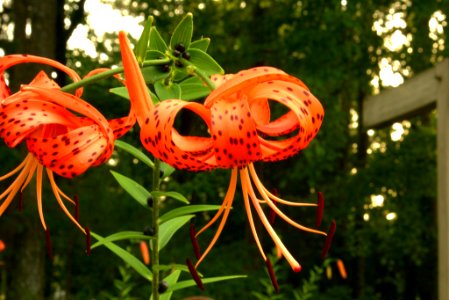 Tiger lily blossoms, west-central Arkansas, July 2, 2018 photo