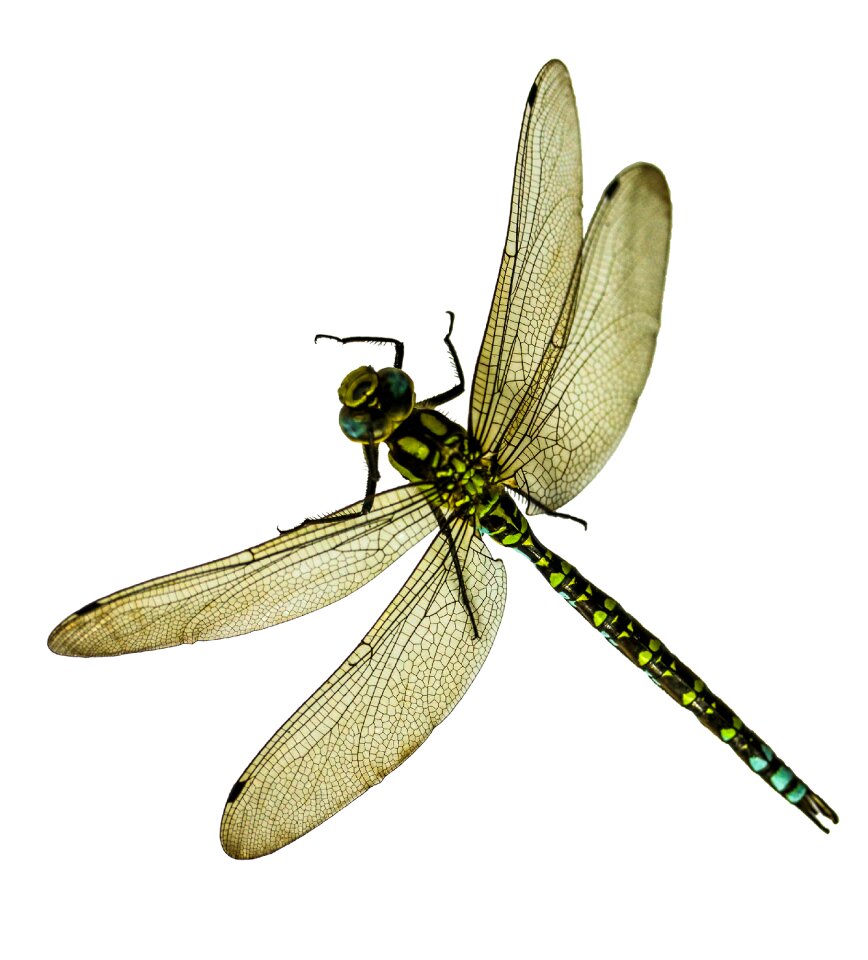 Macro wing demoiselle